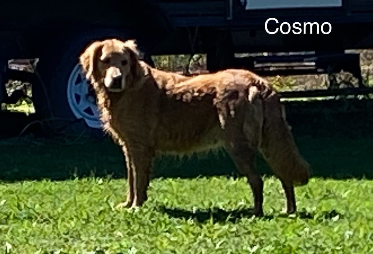 Golden Retriever Puppies breeder image 4