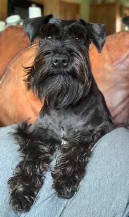 Brock's Miniature Schnauzer of Louisiana