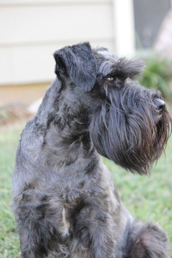 Miniature Schnauzer Puppies breeder image 10