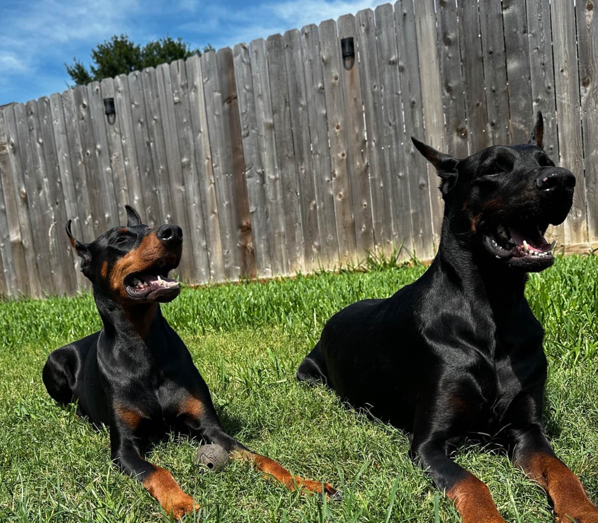 Doberman Puppies breeder image 8
