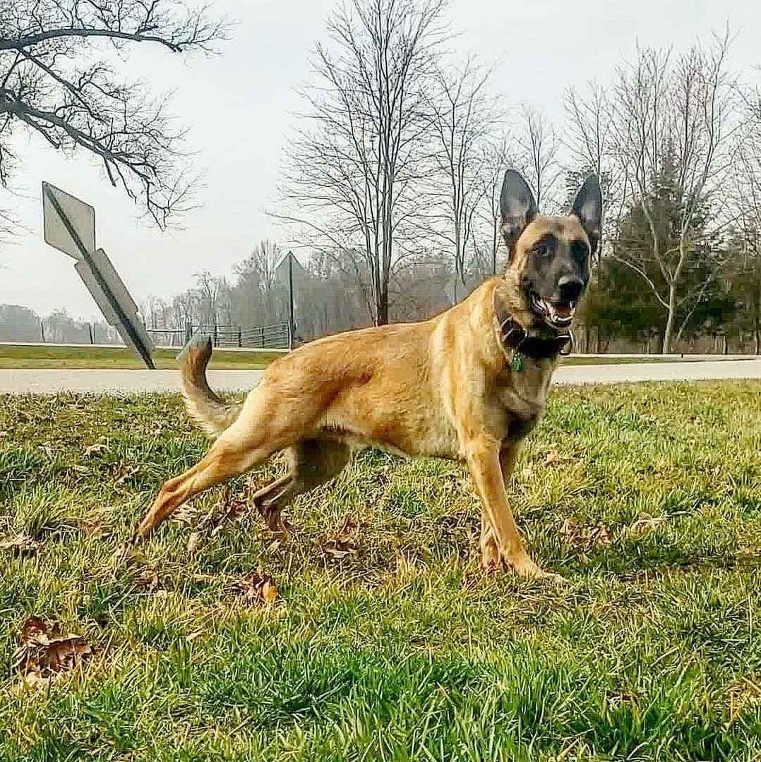 Belgian Malinois Puppies breeder image 16