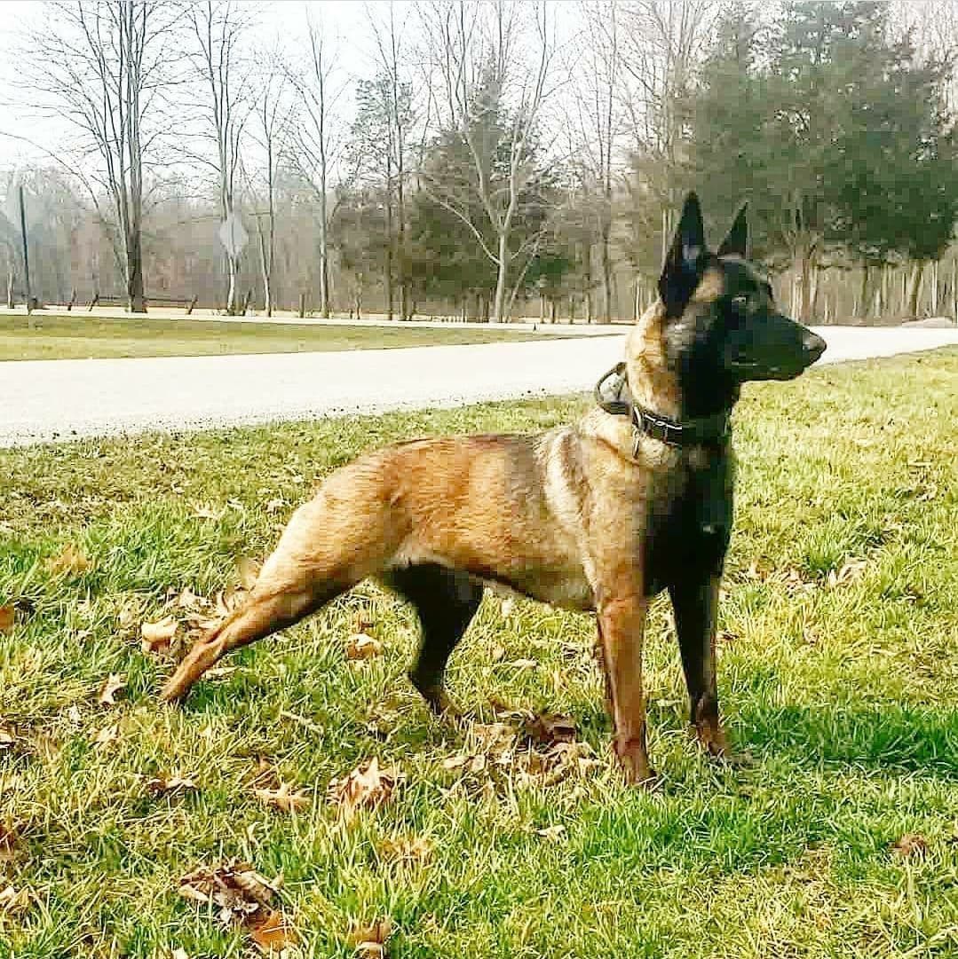 Belgian Malinois Puppies breeder image 25