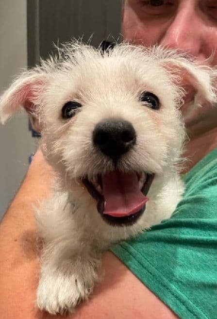 West Highland White Terrier Puppies breeder image 1