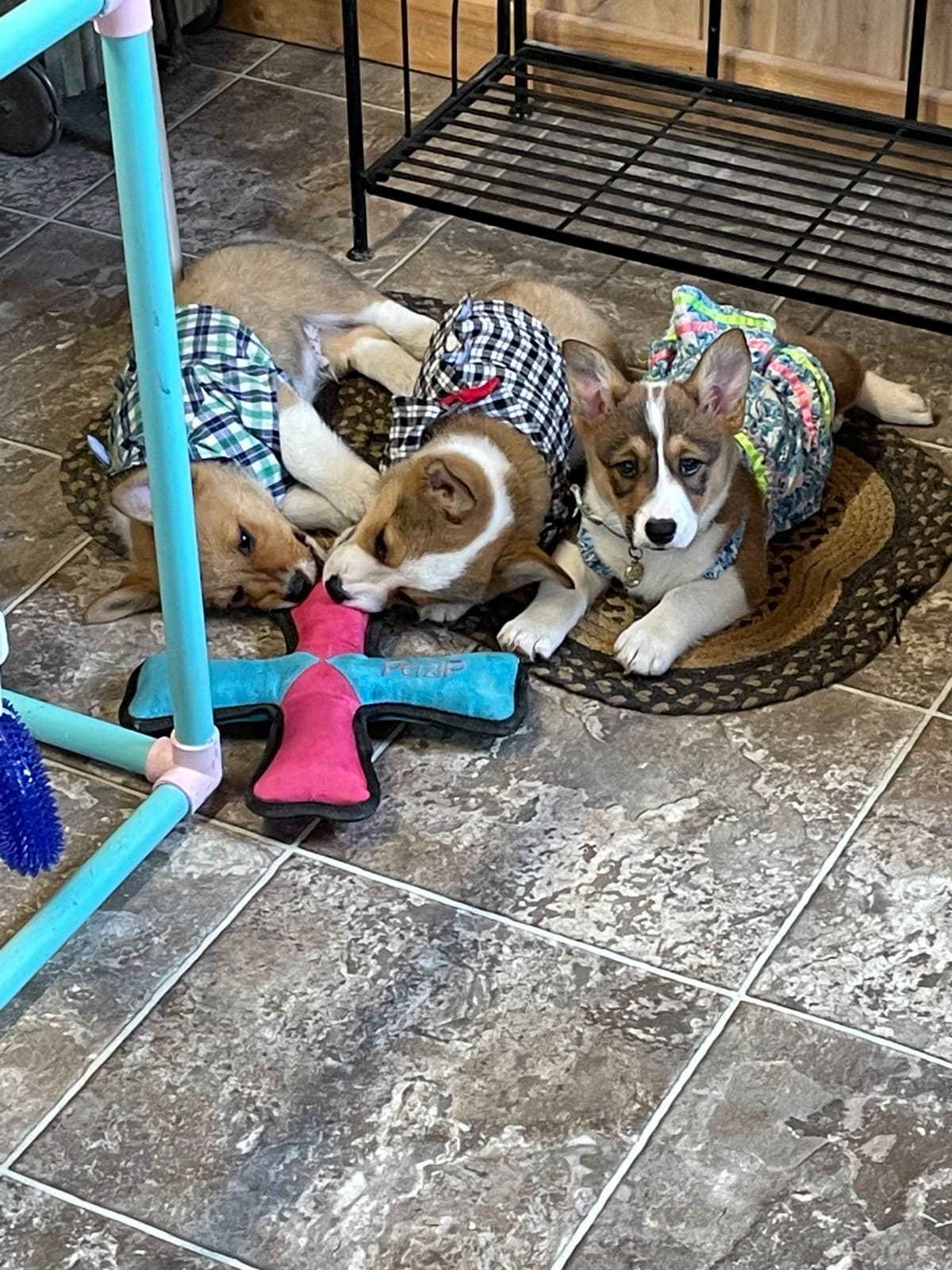Pembroke Welsh Corgi Puppies breeder image 5