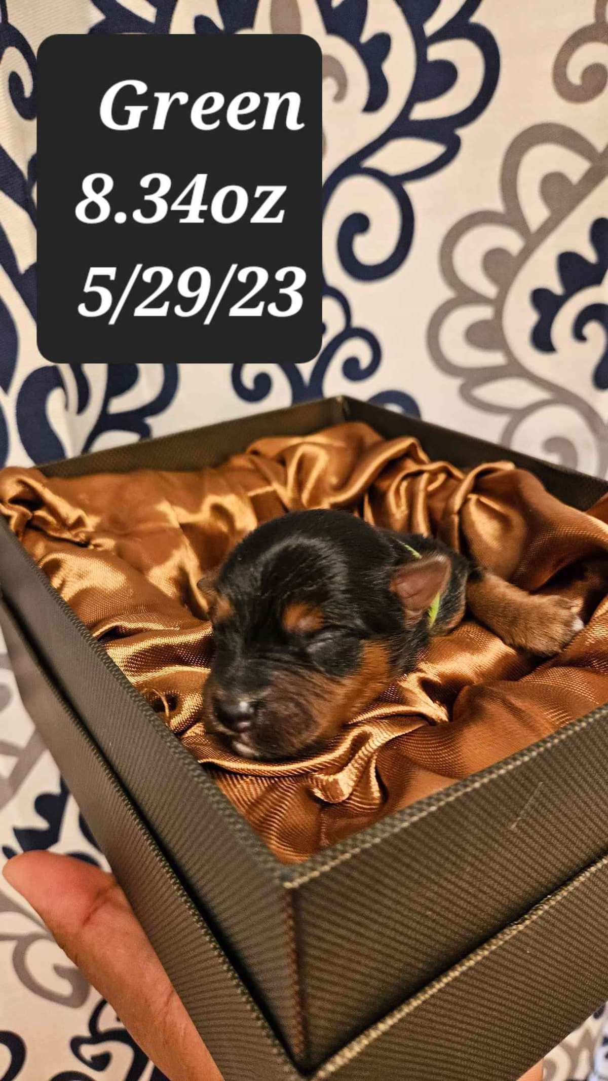 Yorkshire Terrier Puppies- Ready For New Home breeder image 10