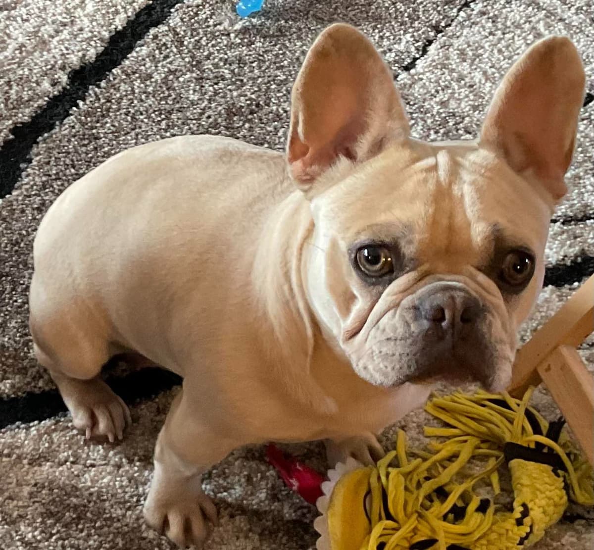 French Bulldog breeder image 2