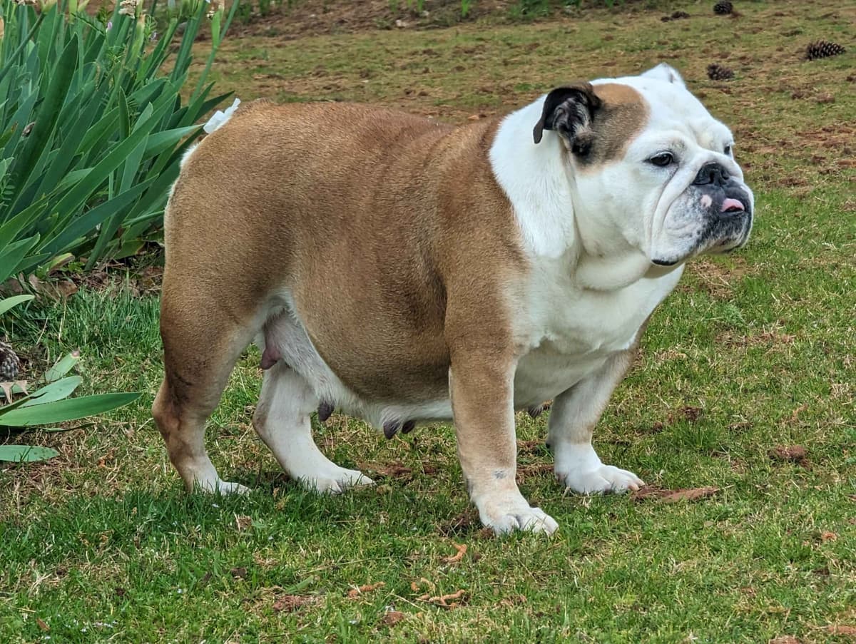Bulldog Puppies breeder image 5
