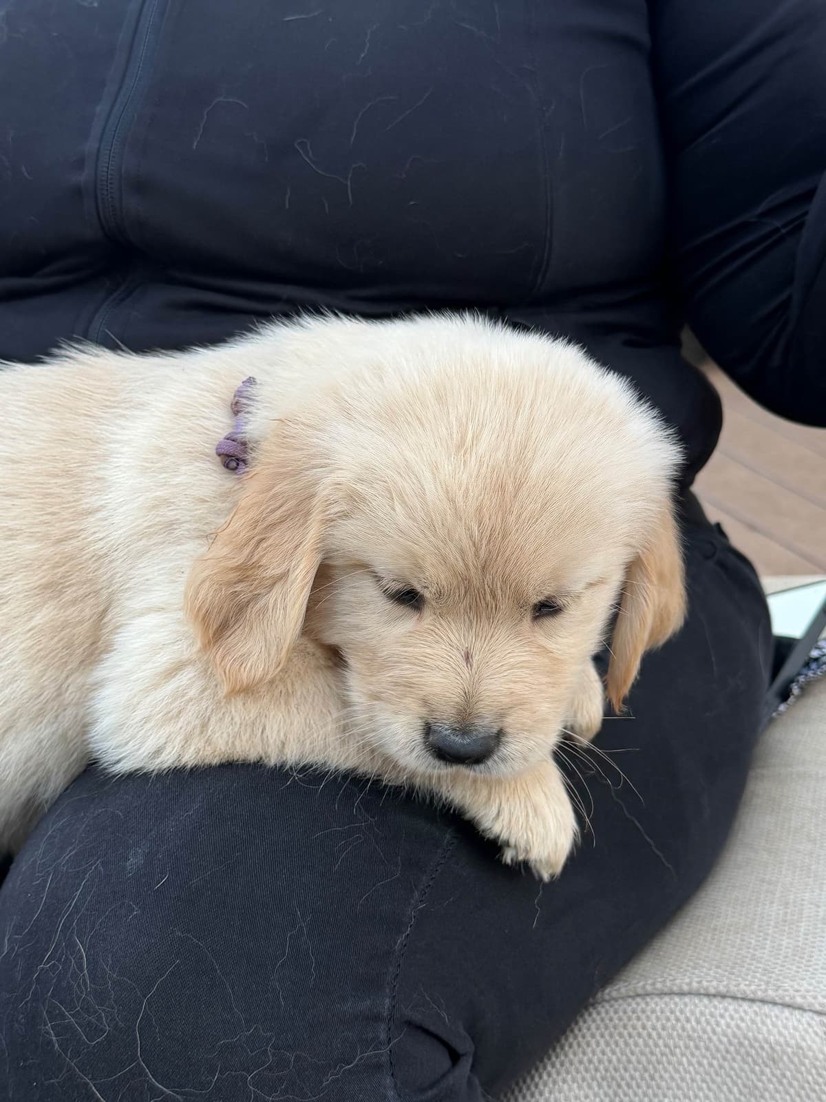 Golden Retriever Puppies breeder image 5