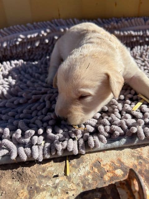 Labrador Retriever Puppies 1 breeder image 17