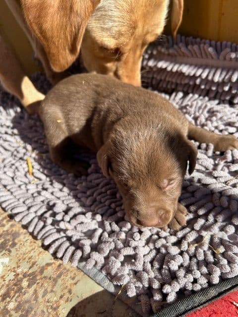 Labrador Retriever Puppies 1 breeder image 27
