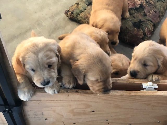 Golden Retriever Puppies breeder image 1