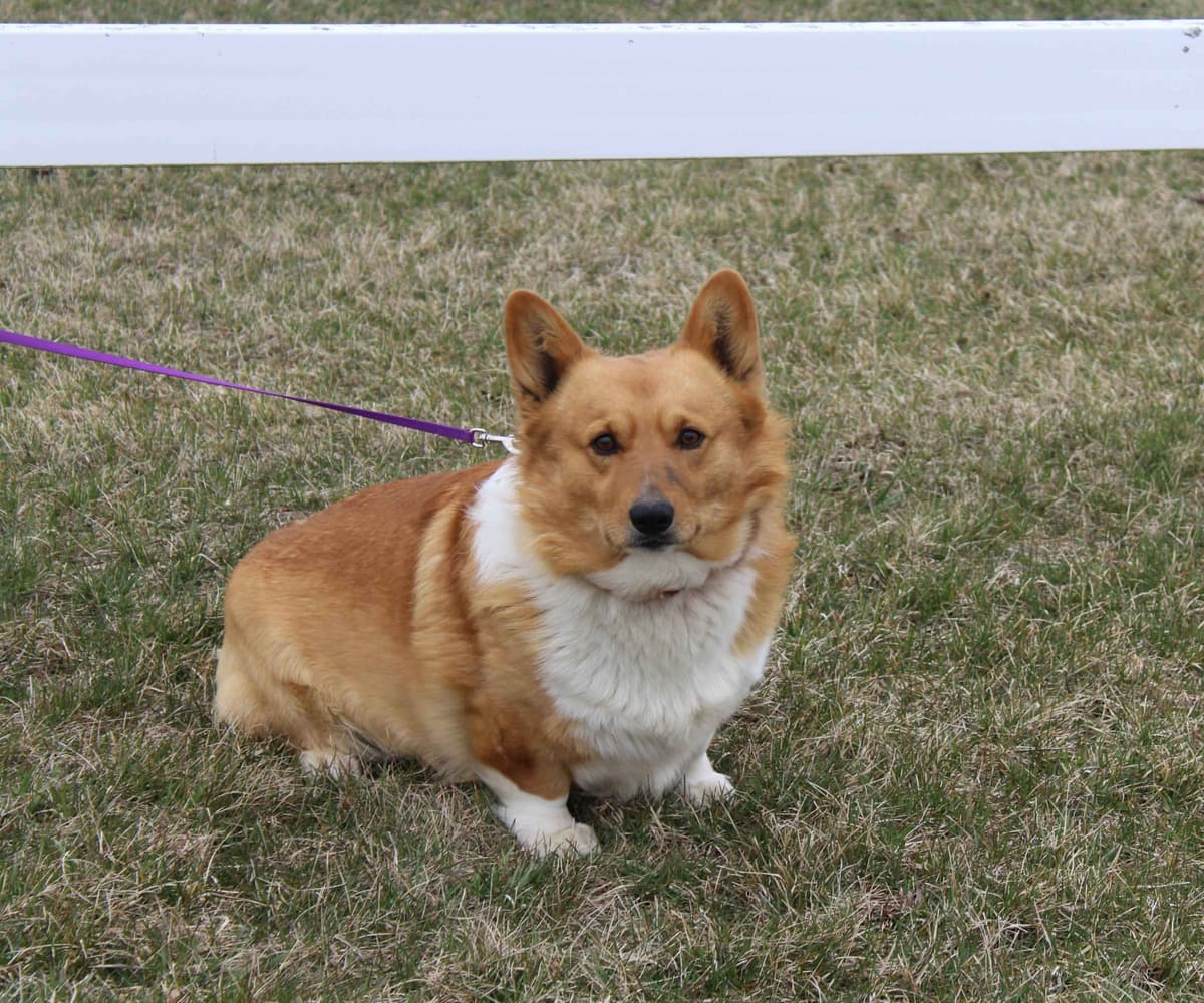Pembroke Welsh Corgi Puppies breeder image 7