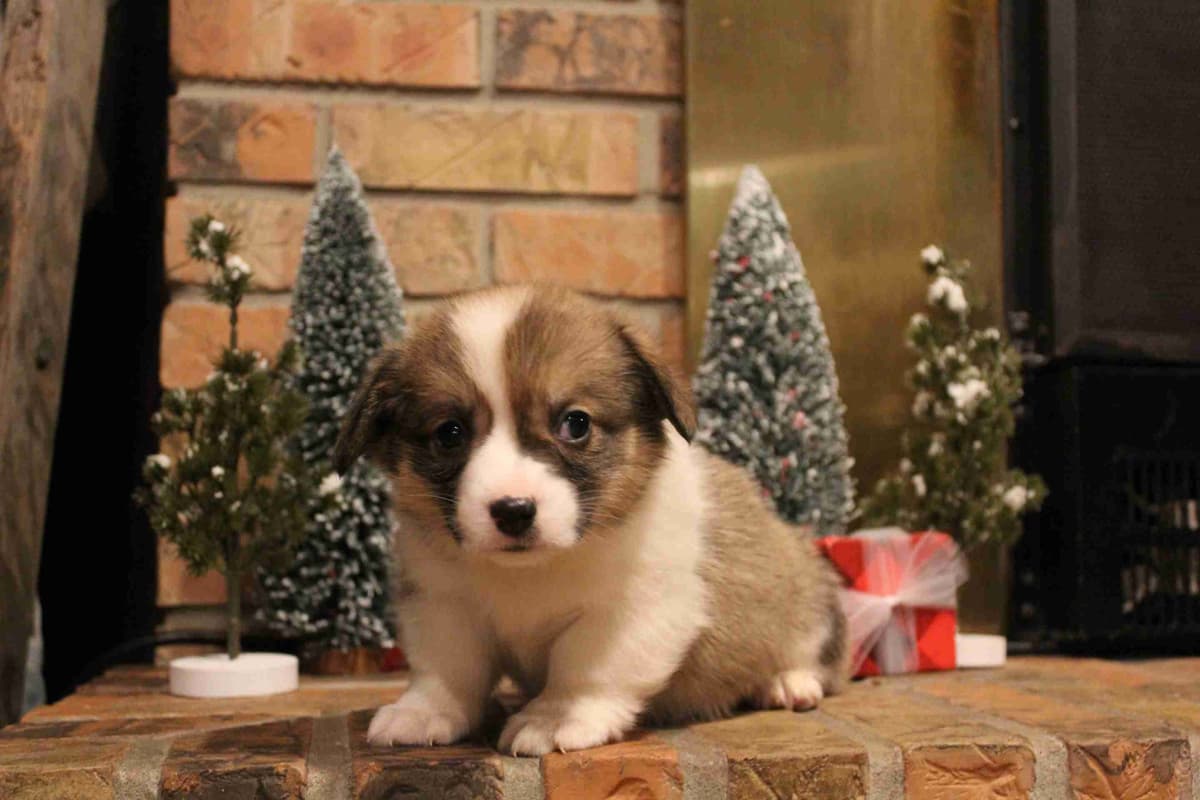 Pembroke Welsh Corgi Puppies breeder image 18