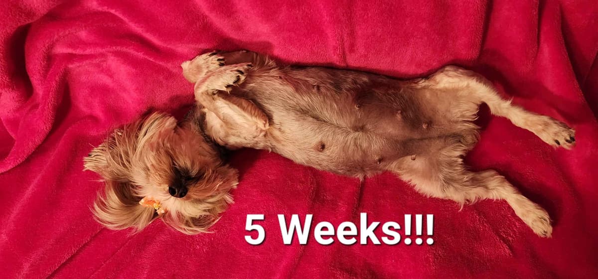 Yorkshire Terrier Puppies breeder image 11