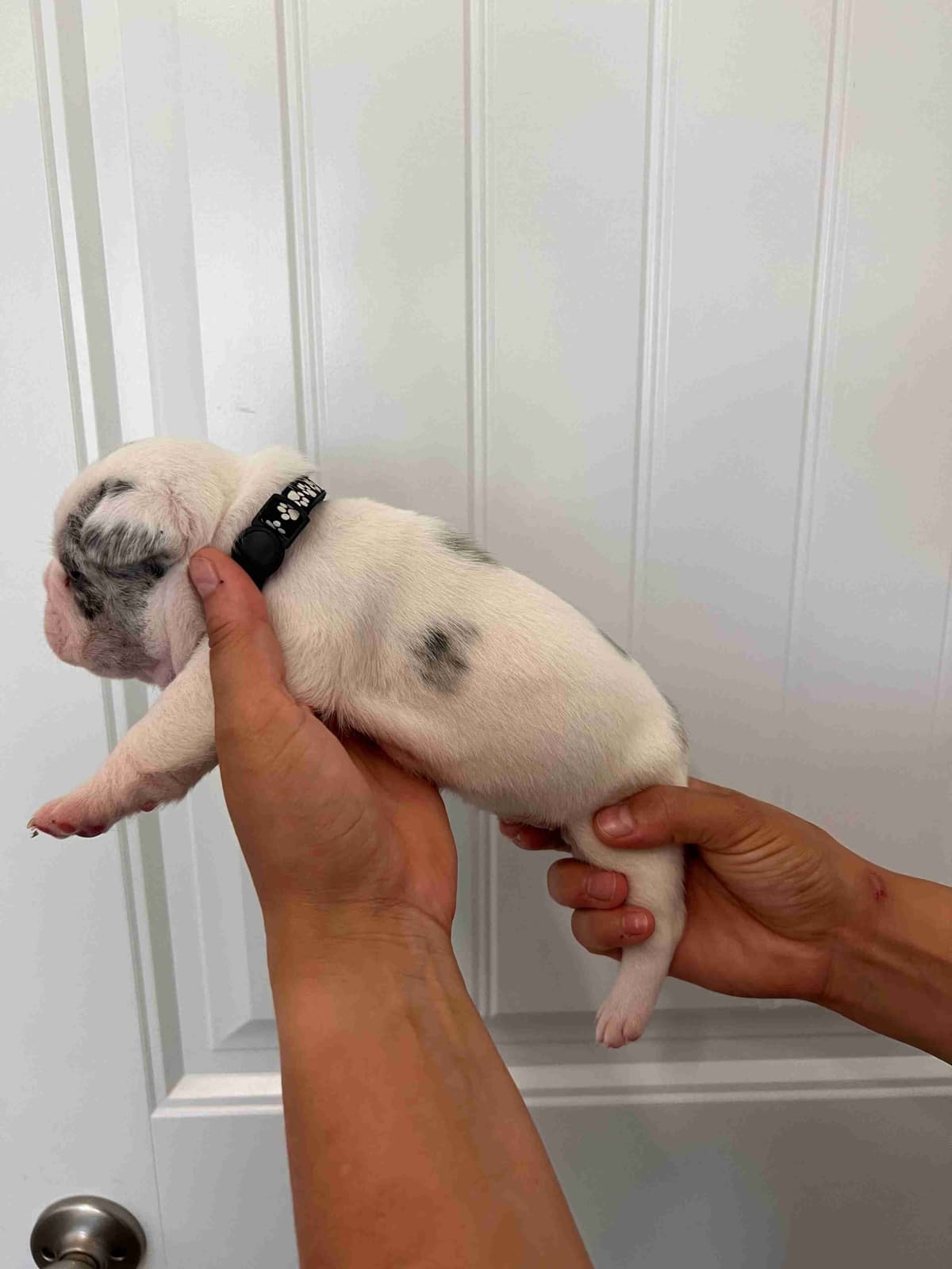 French Bulldog Puppy breeder image 4