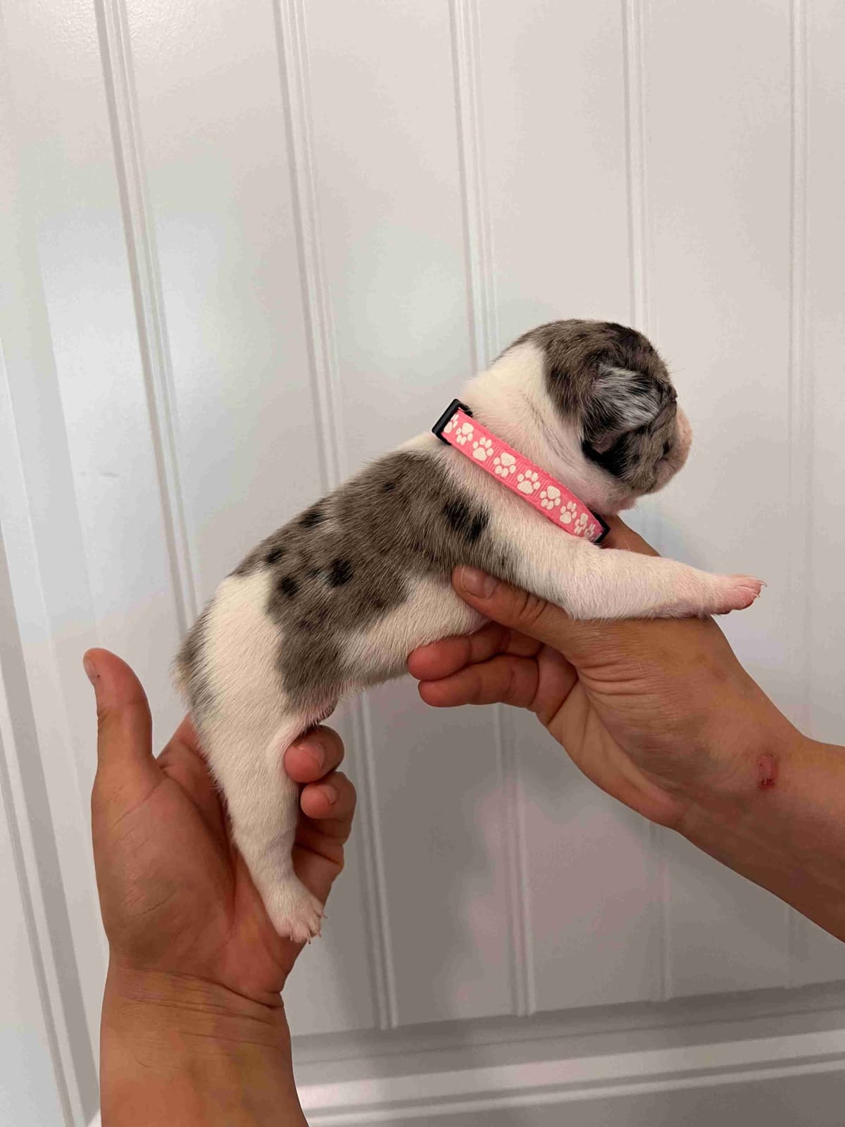 French Bulldog Puppy breeder image 22