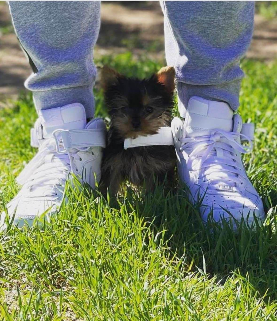 Yorkshire Terrier Puppies breeder image 1