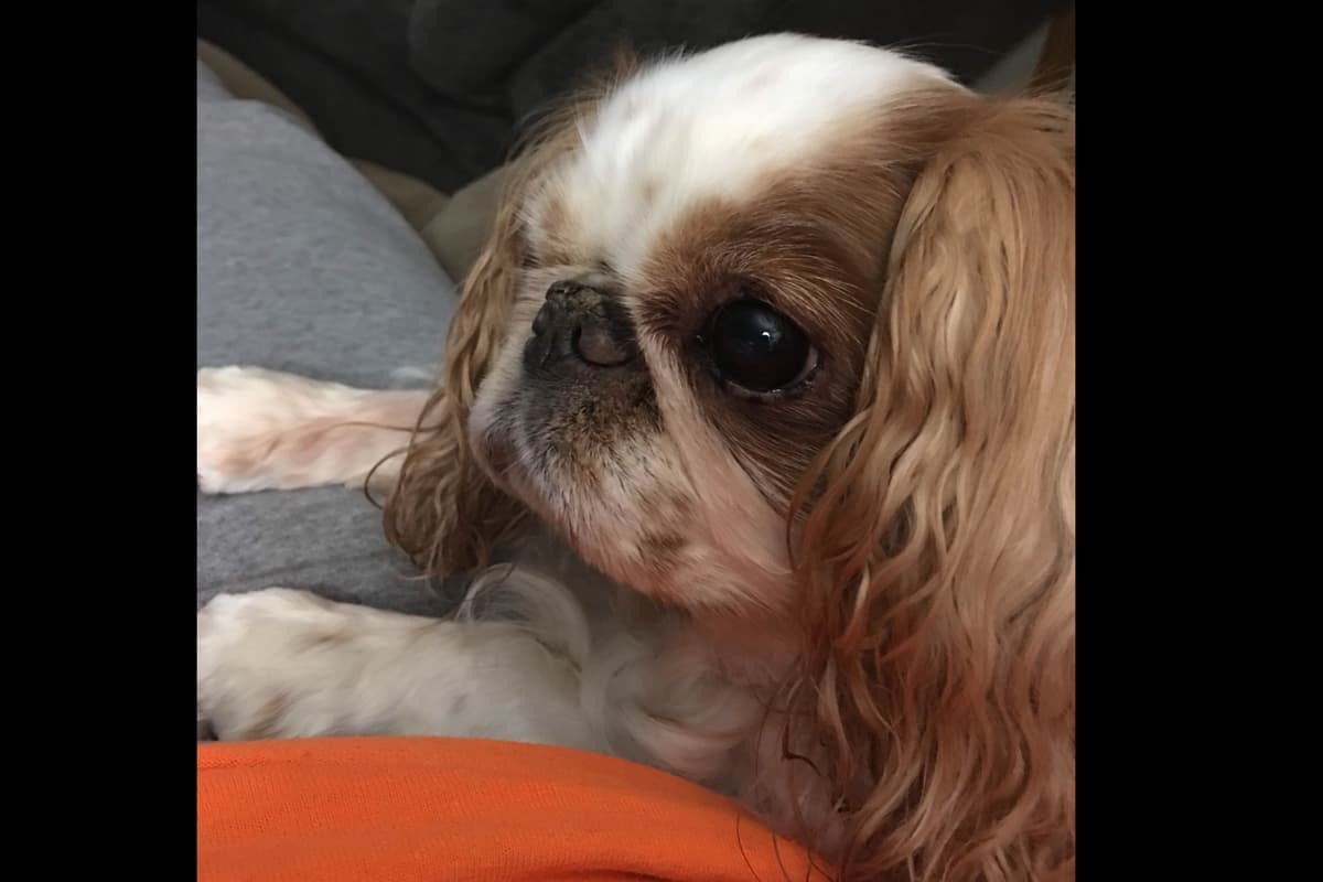 English Toy Spaniel Puppies breeder image 2