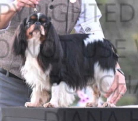 English Toy Spaniel Puppies breeder image 3