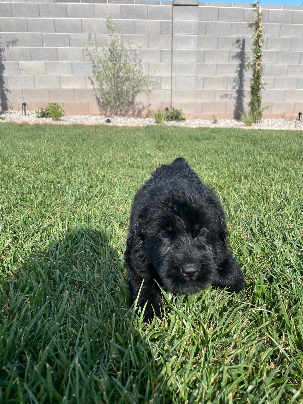 Champion Line Giant Schnauzer Puppies breeder image 17