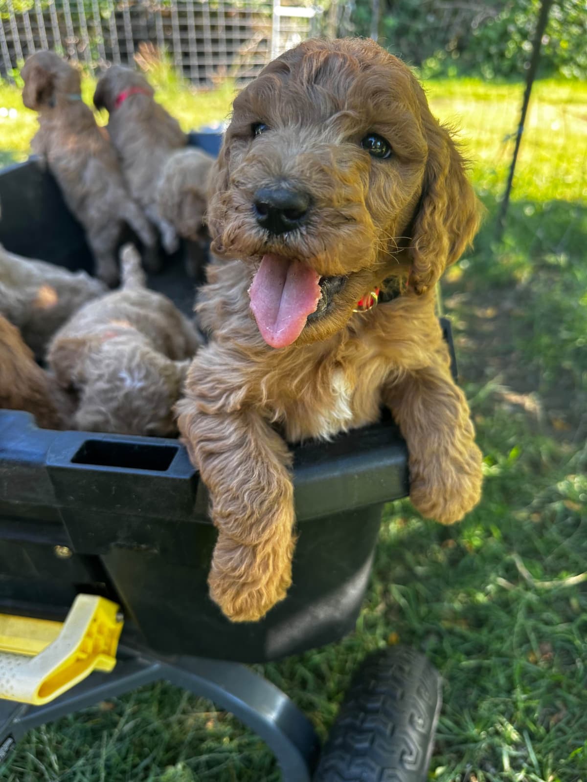 Standard Poodle Puppies breeder image 1
