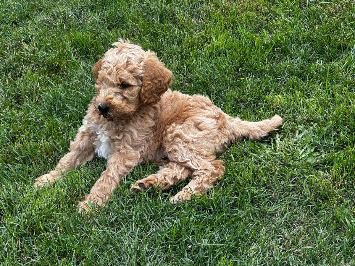 Standard Poodle Puppies breeder image 4