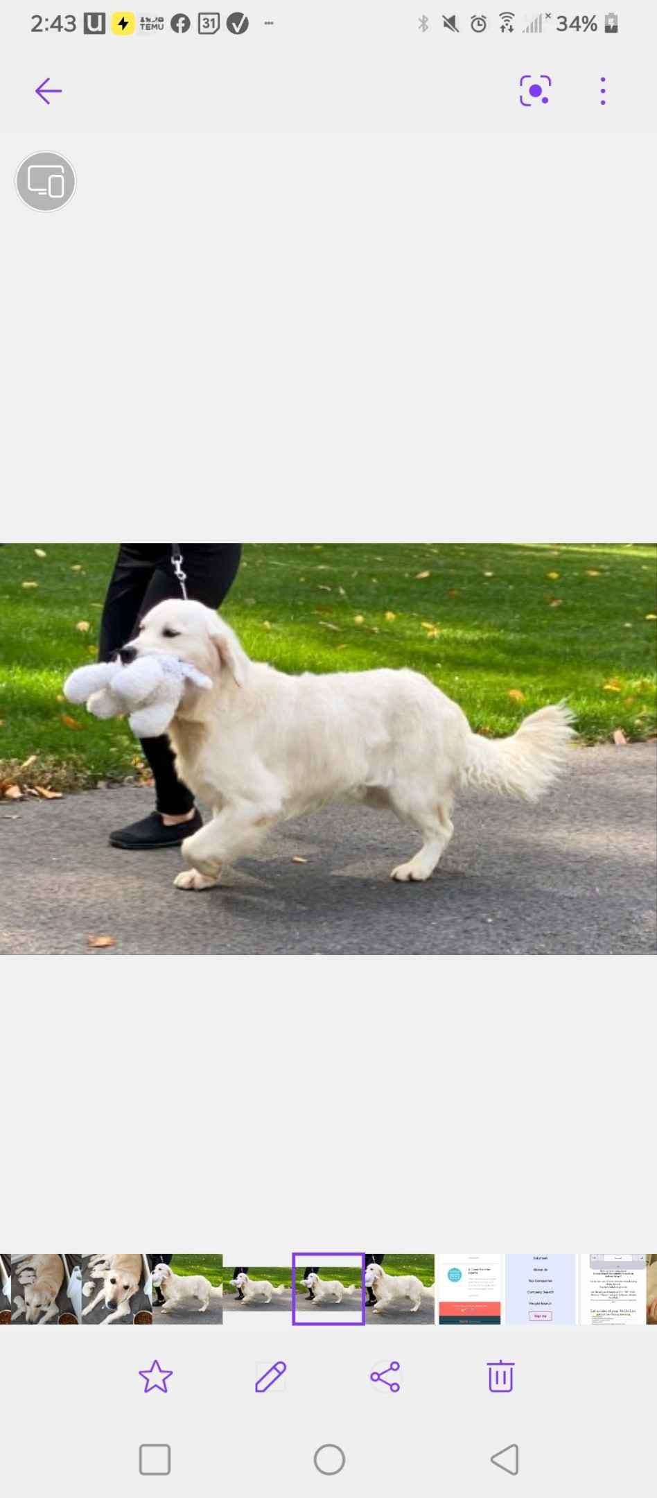 Golden Retriever Puppies breeder image 2