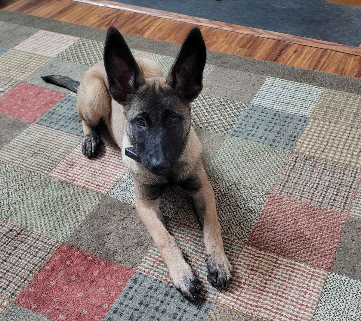 Belgian Malinois Puppies Ready 8/22/26 breeder image 15