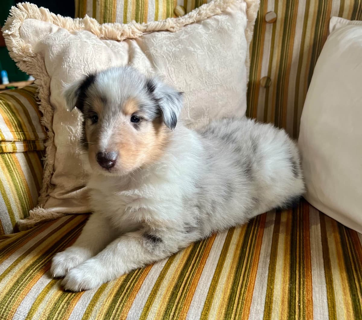 Collie Puppies in Colorado and New Mexico breeder image 24