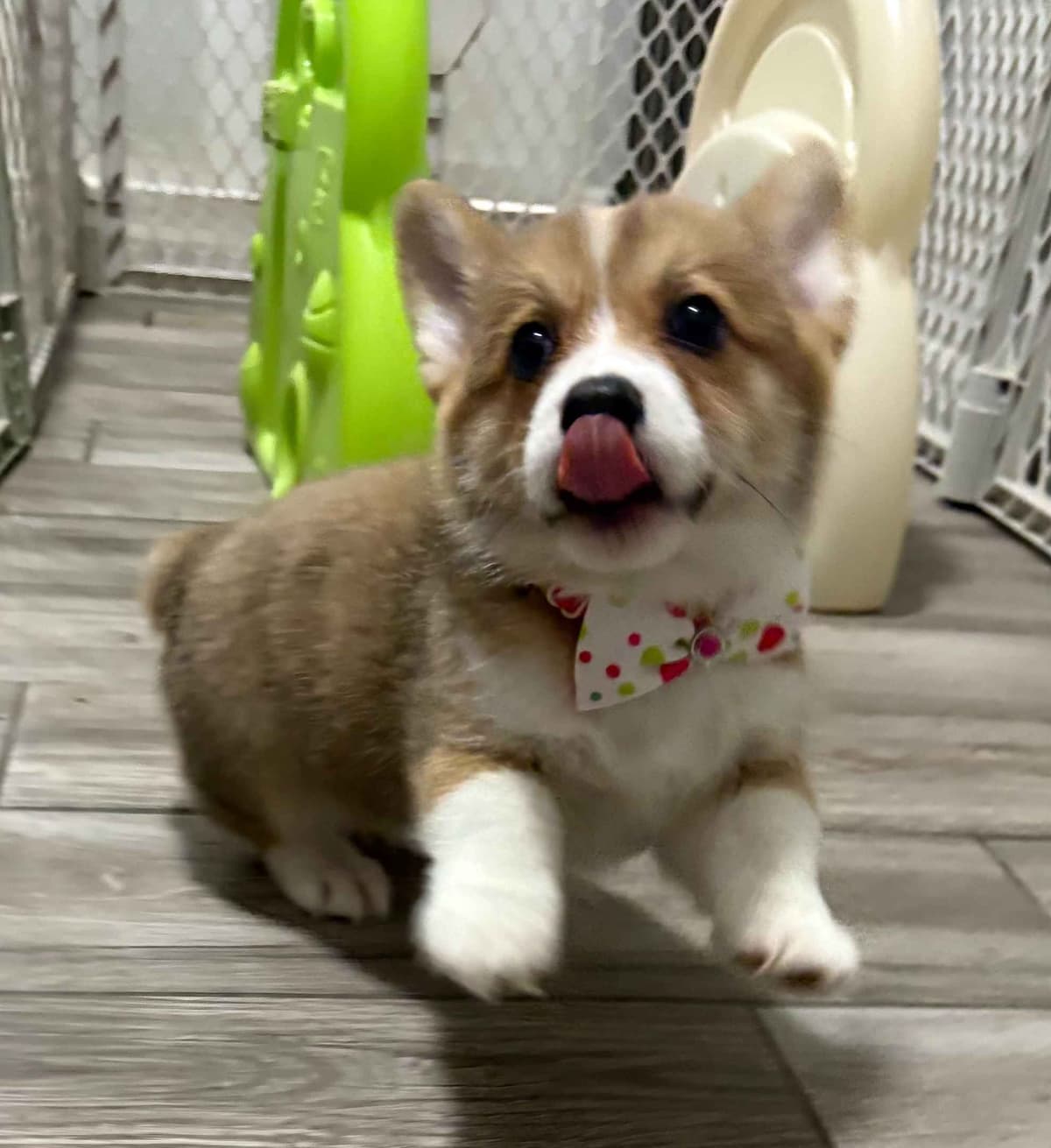 Little Blaze (AKC Triple Clear Genetics-Champion Bloodlines) breeder image 29