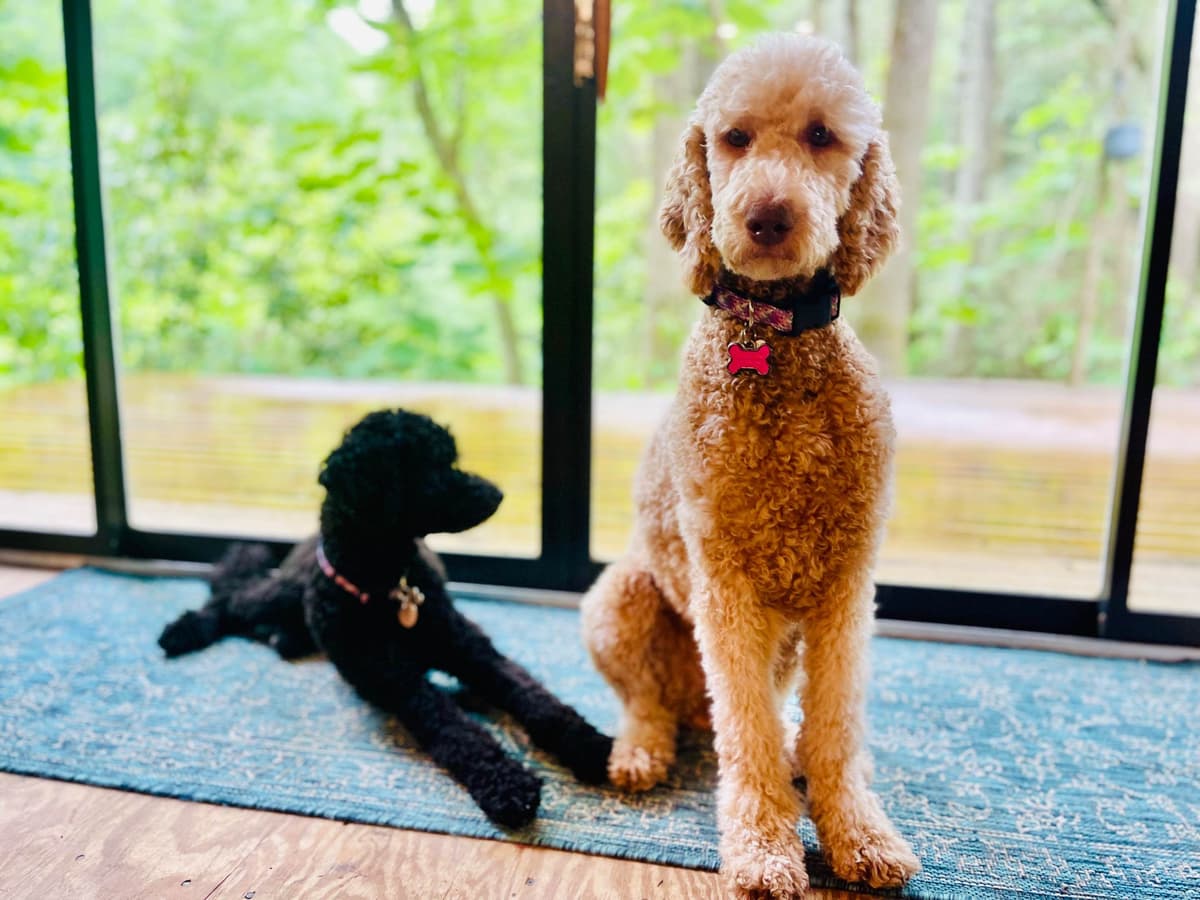 Poodle Puppies breeder image 25