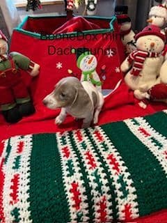 Miniature Dachshund Puppies breeder image 6
