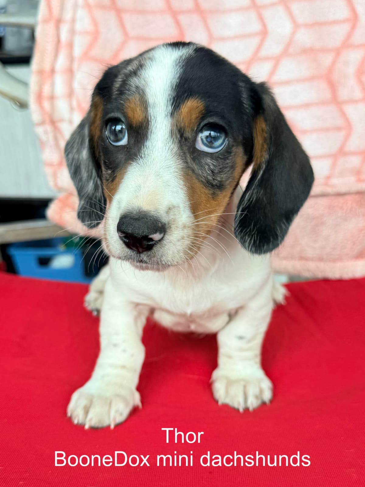 Miniature Dachshund Puppies breeder image 15