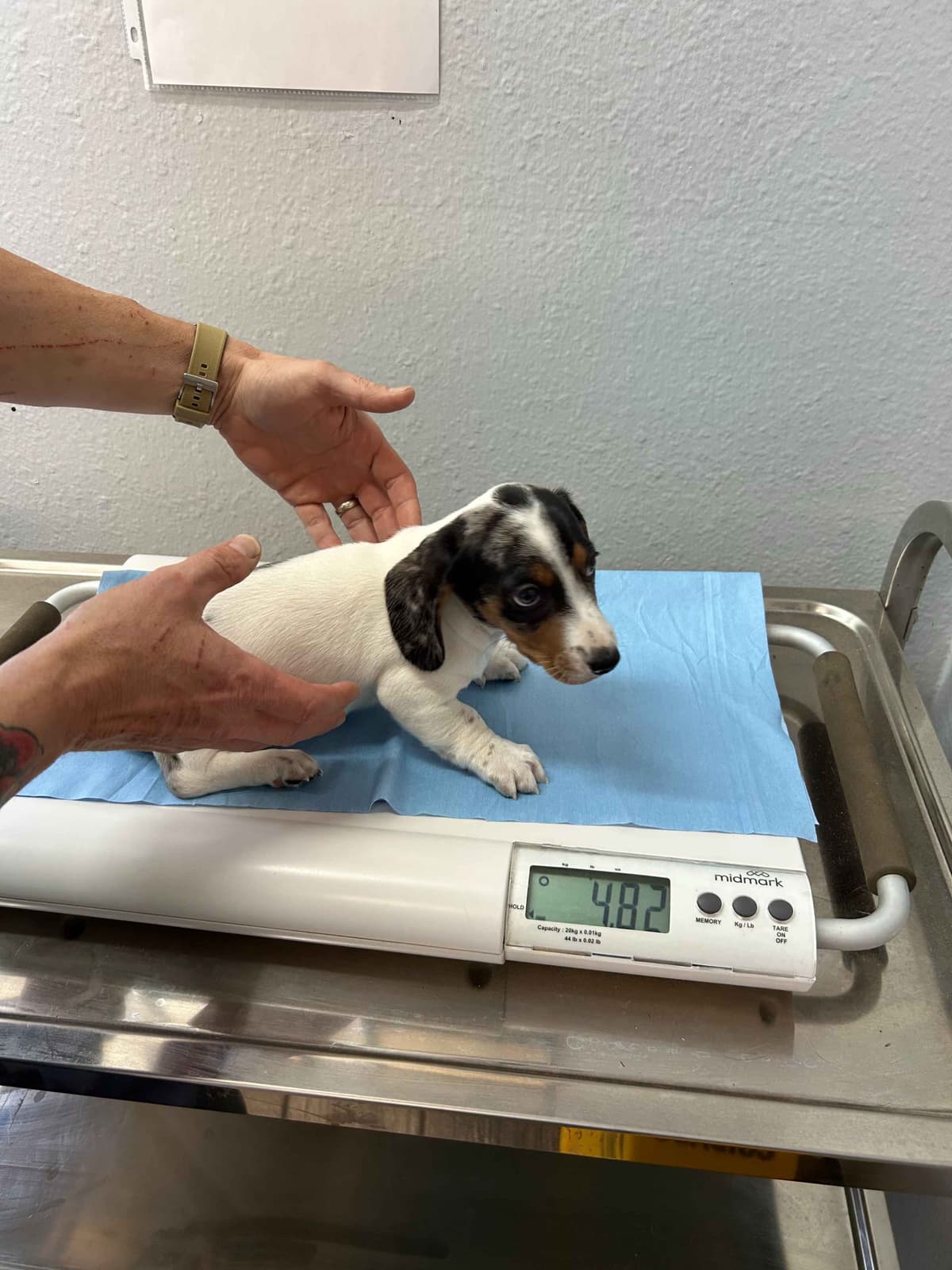 Miniature Dachshund Puppies breeder image 16
