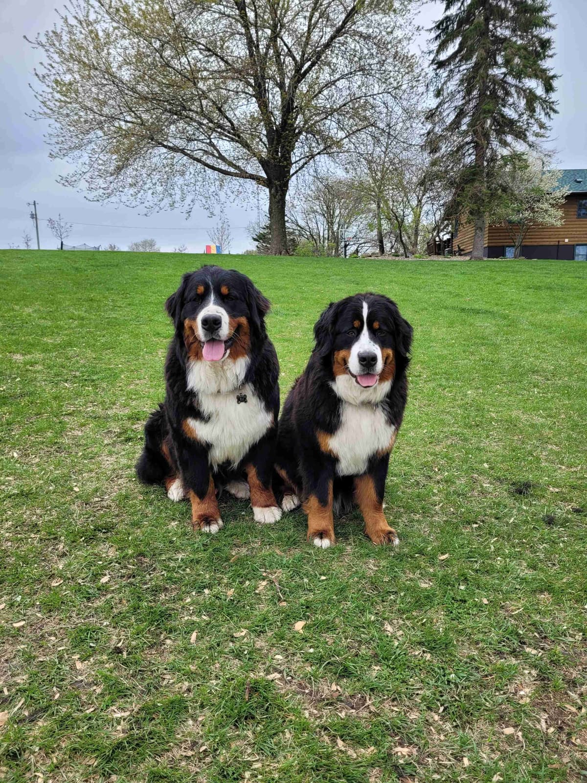 Bernese Mountain Dog Puppies breeder image 7