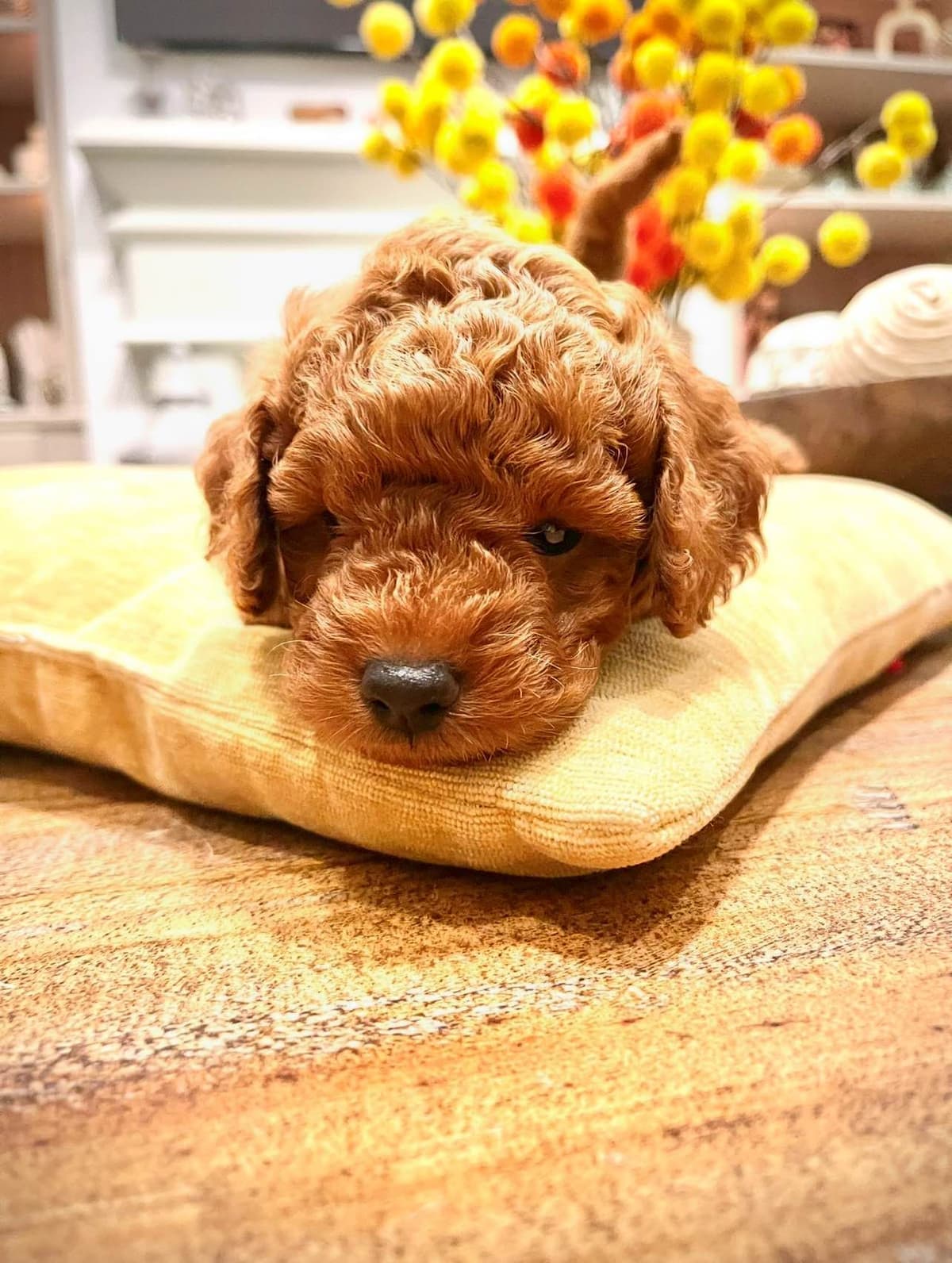 Miniature Red Poodle breeder image 1