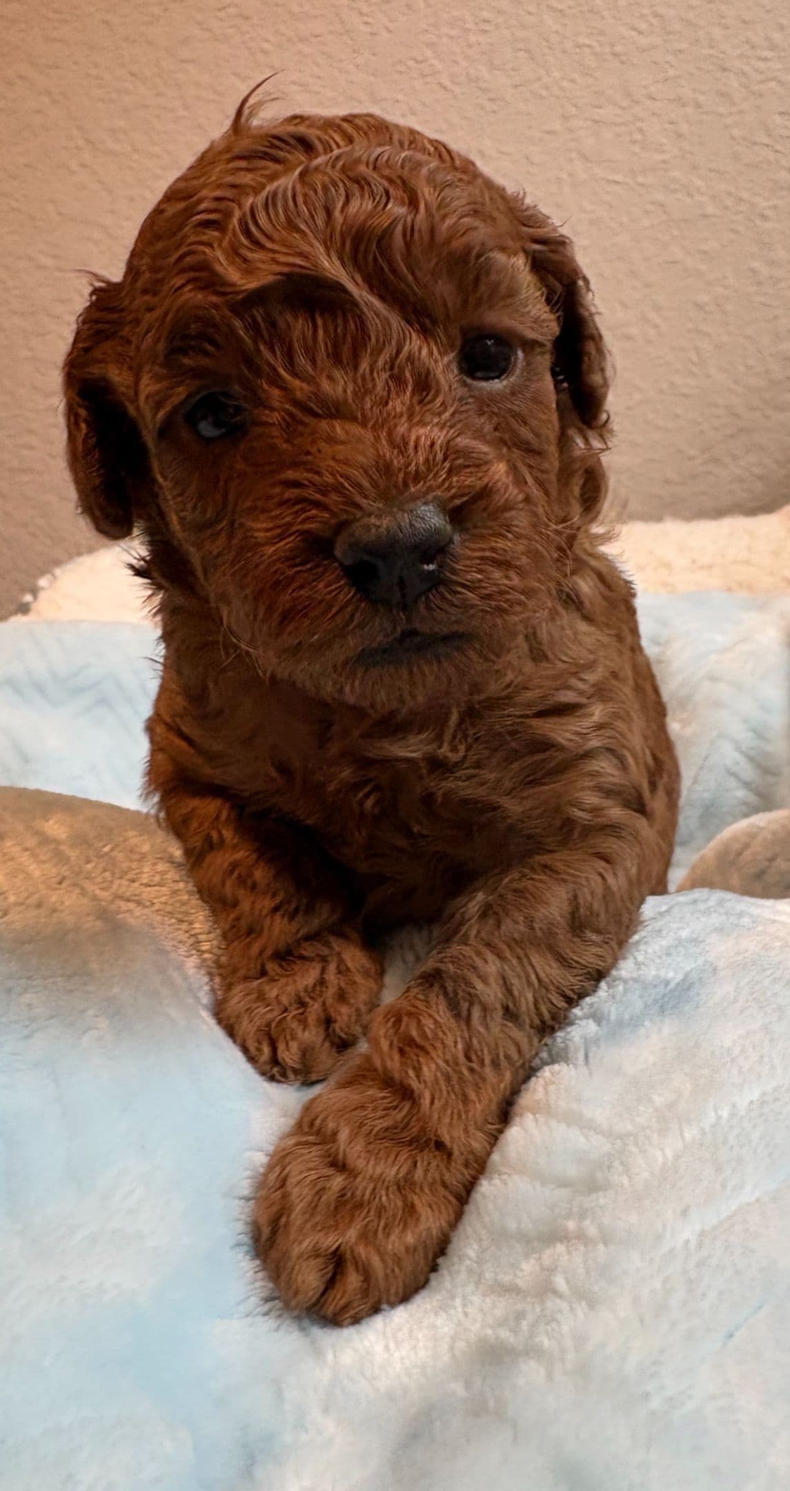 Miniature Red Poodle breeder image 17