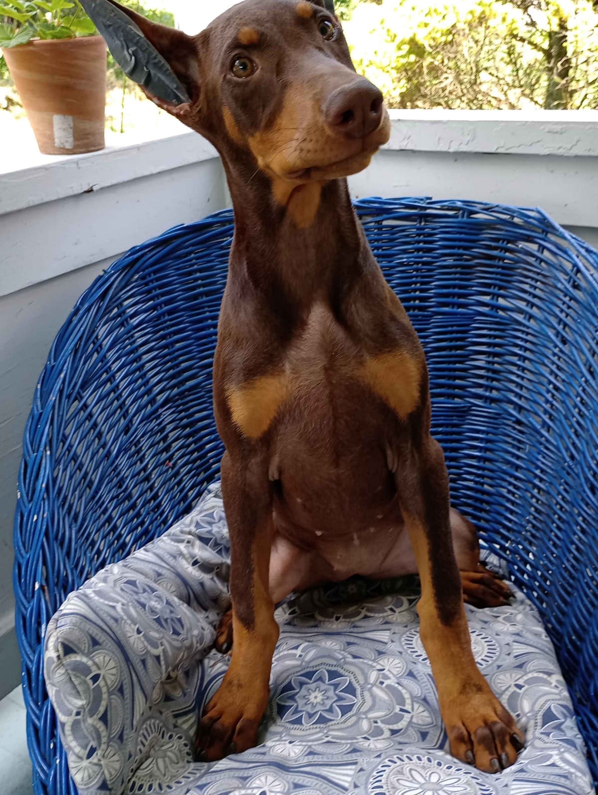 Doberman Pinscher Puppies breeder image 10