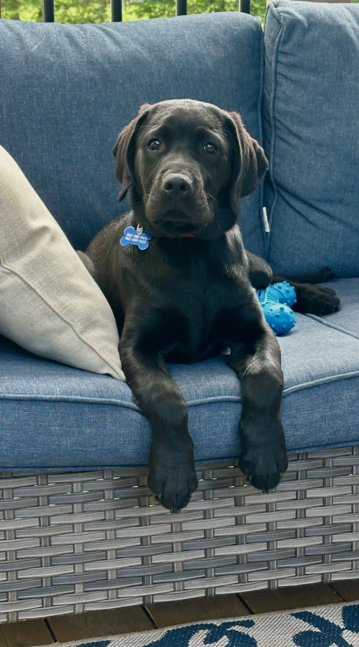 Labrador Retriever Puppies— Chocolate and Black! breeder image 21