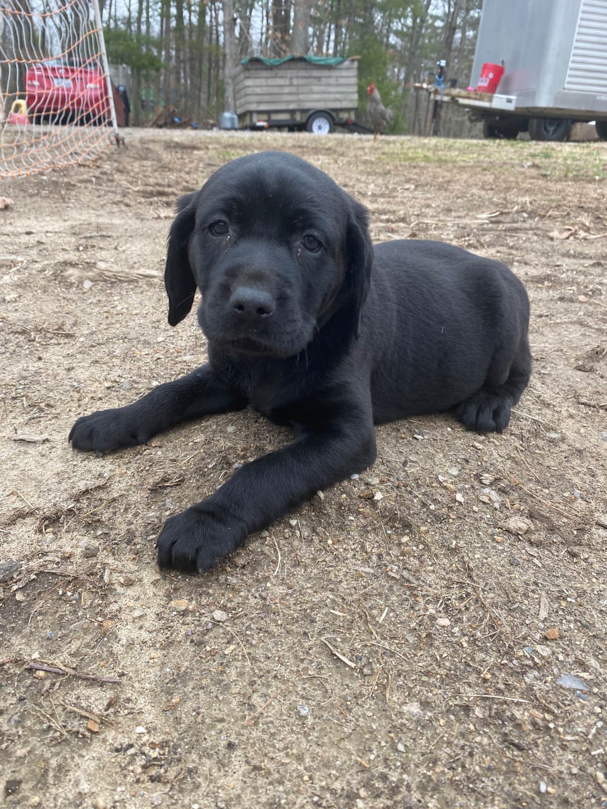 Labrador Retriever Puppies— Chocolate and Black! breeder image 26