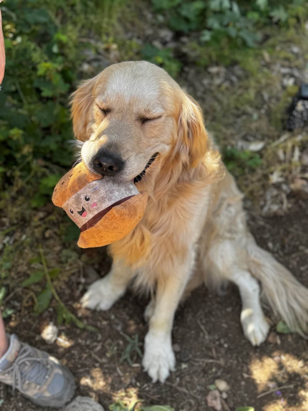 Golden Retriever Puppies breeder image 6