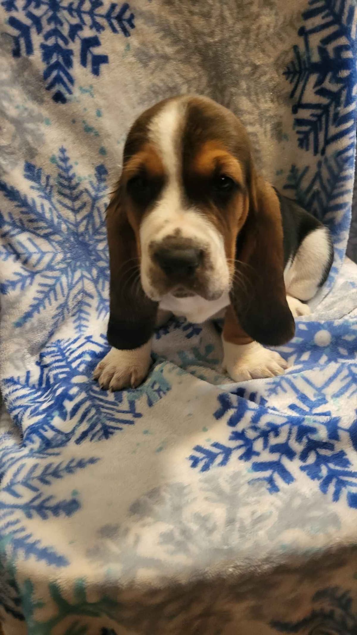 Basset Hound Puppies breeder image 10