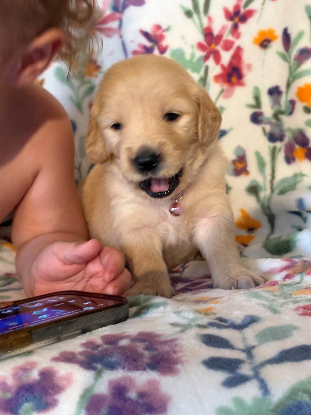 Golden Retriever Puppies breeder image 20