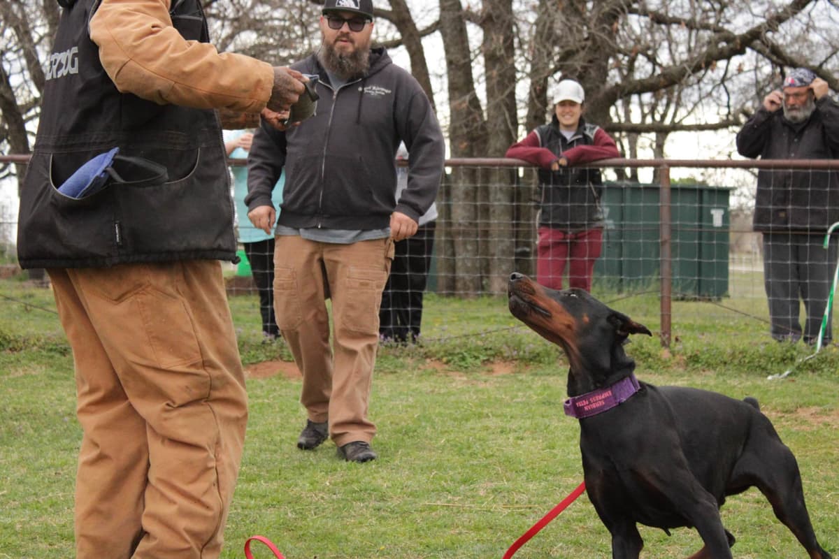 Doberman Pinscher Puppies breeder image 3