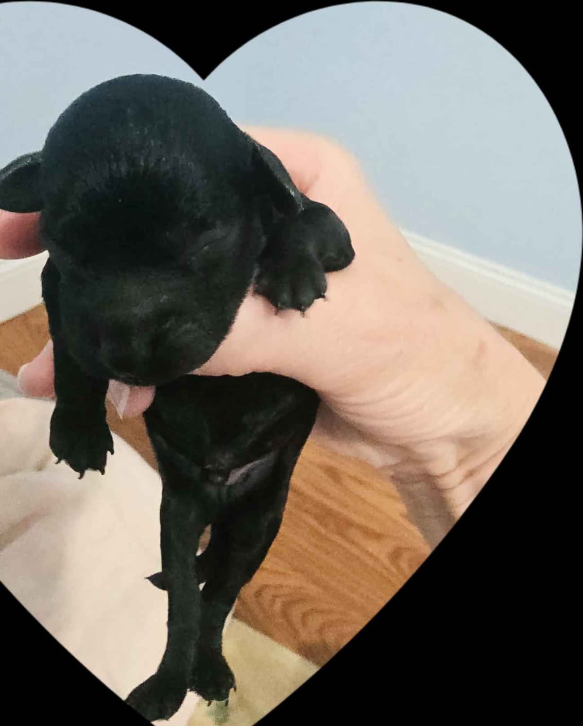 Toy Poodle Puppies breeder image 9