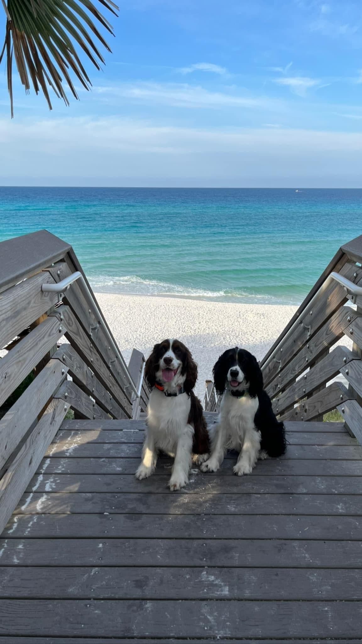 English Springer Spaniel Puppies breeder image 5
