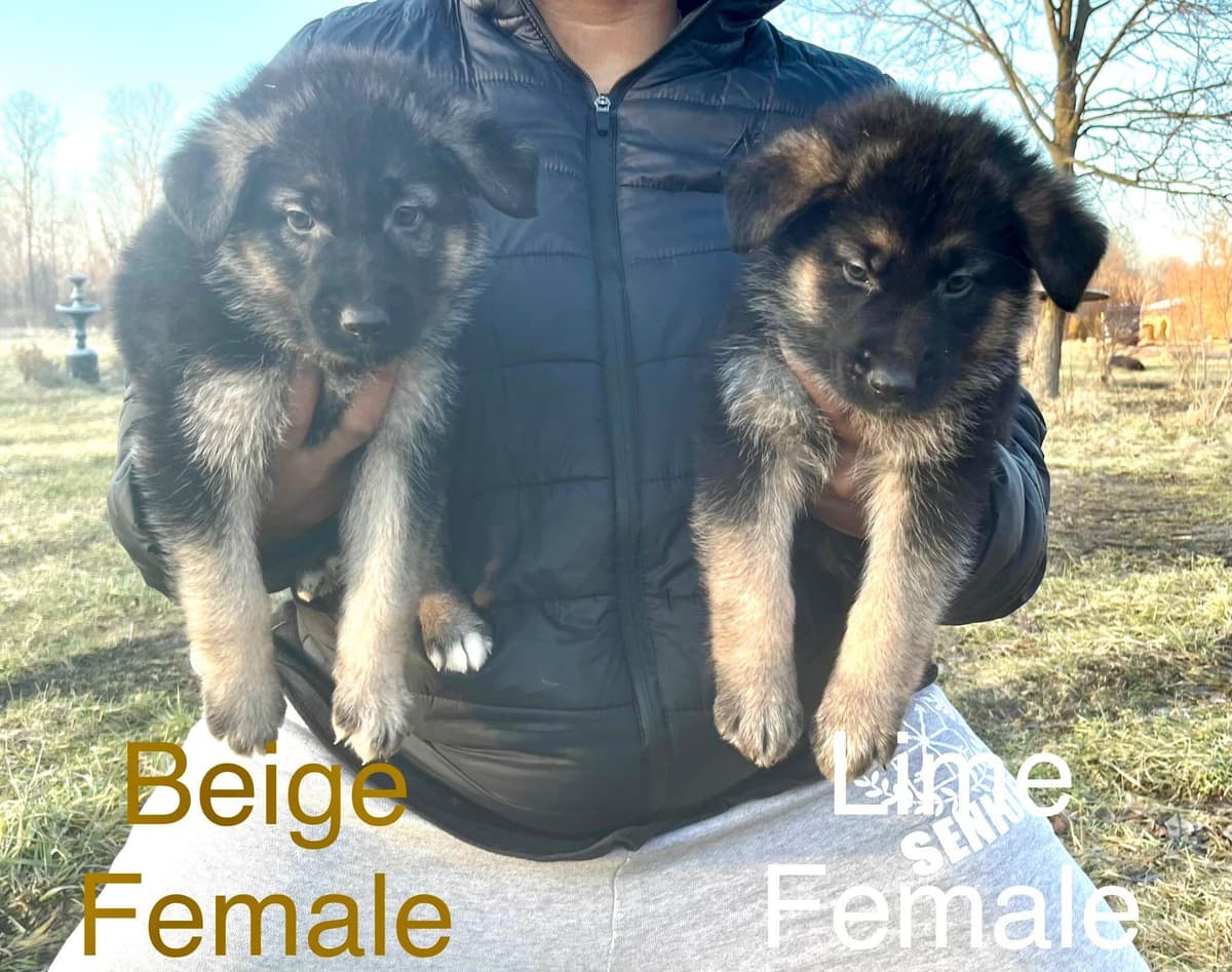 German Shepherd Dog Puppies breeder image 6
