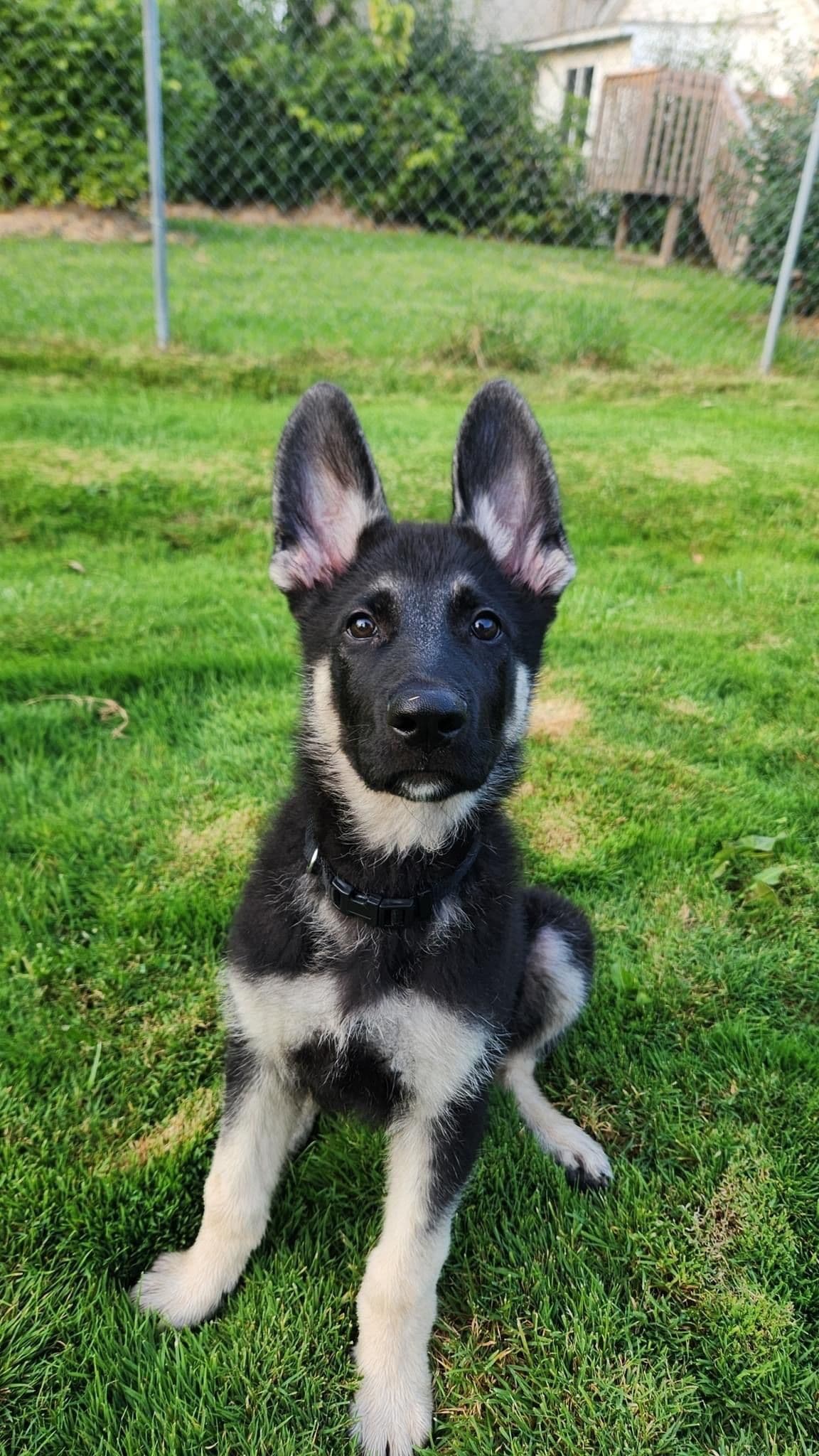 German Shepherd Dog Puppies breeder image 12