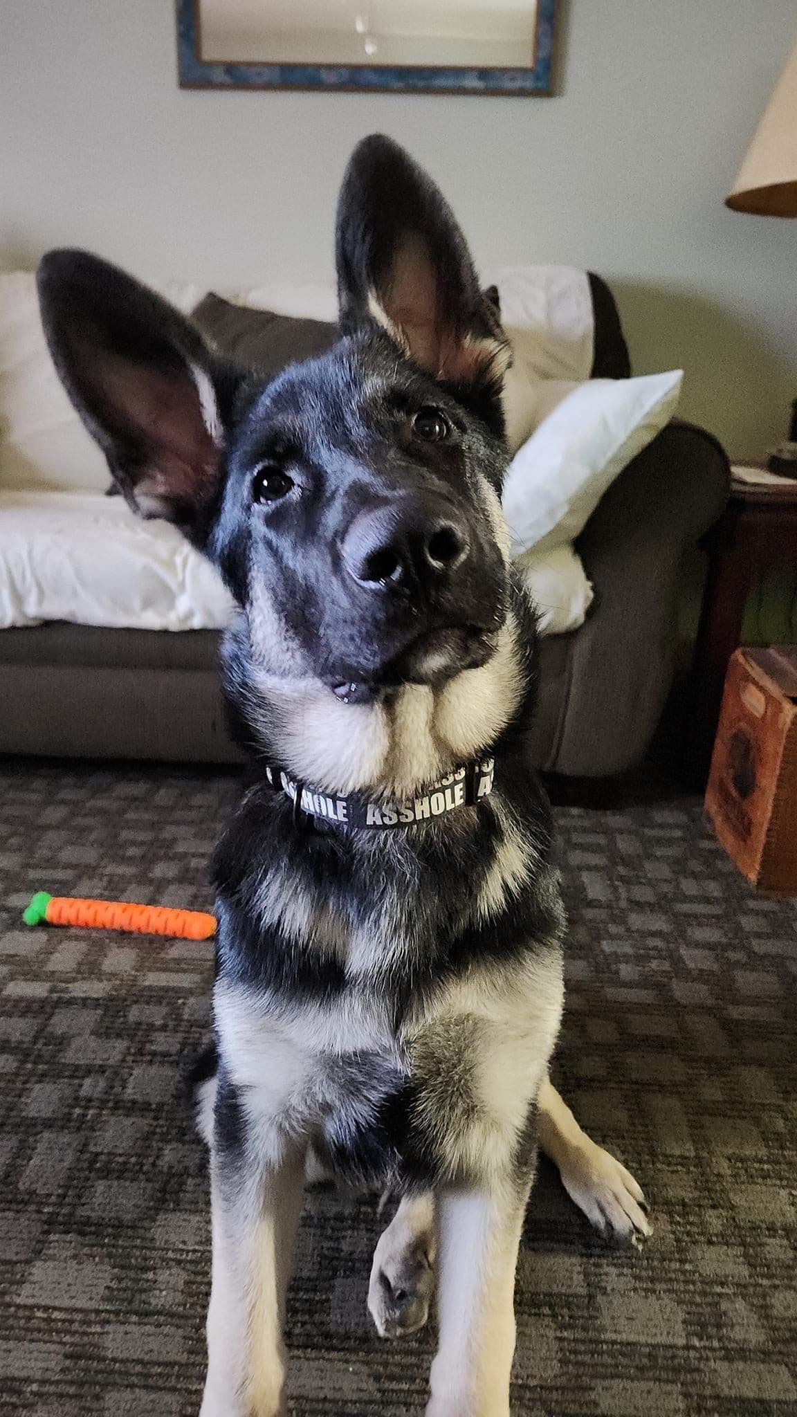 German Shepherd Dog Puppies breeder image 15