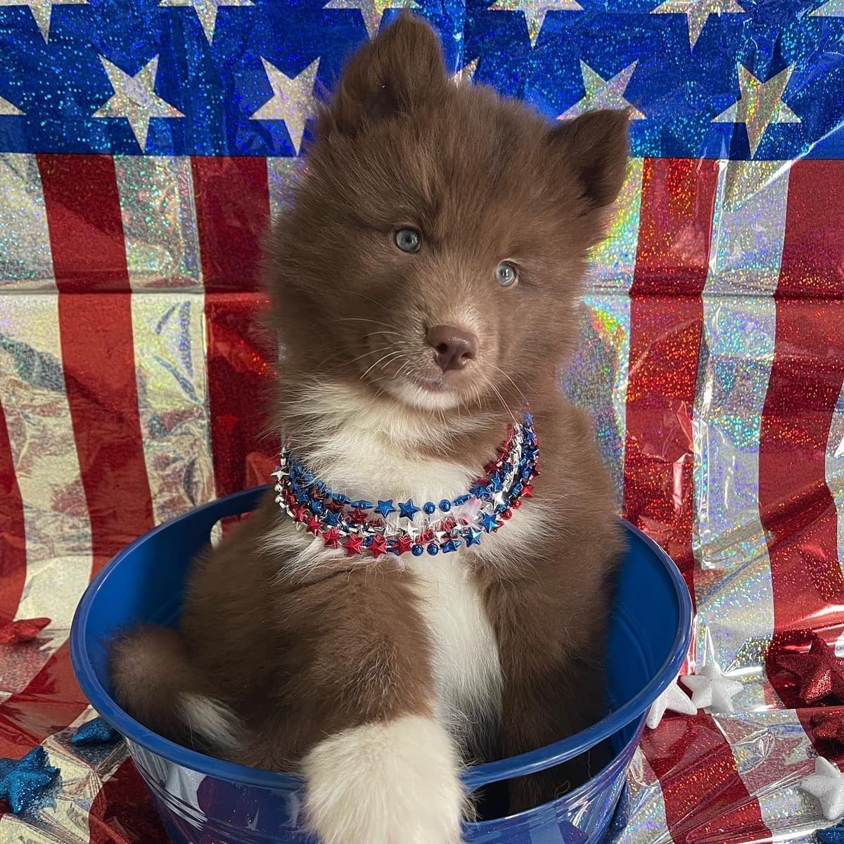 Siberian husky puppies OFA health tested parents breeder image 7
